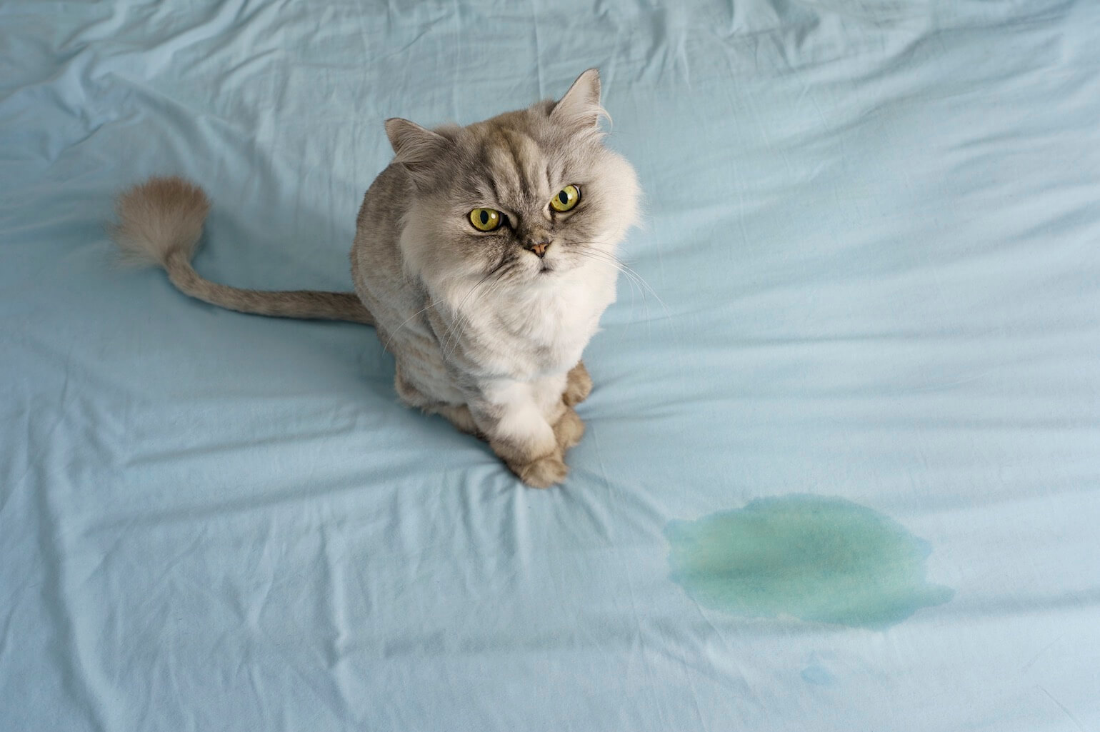 Why Is My Cat Peeing Everywhere And How Do I Stop Them? atelieryuwa